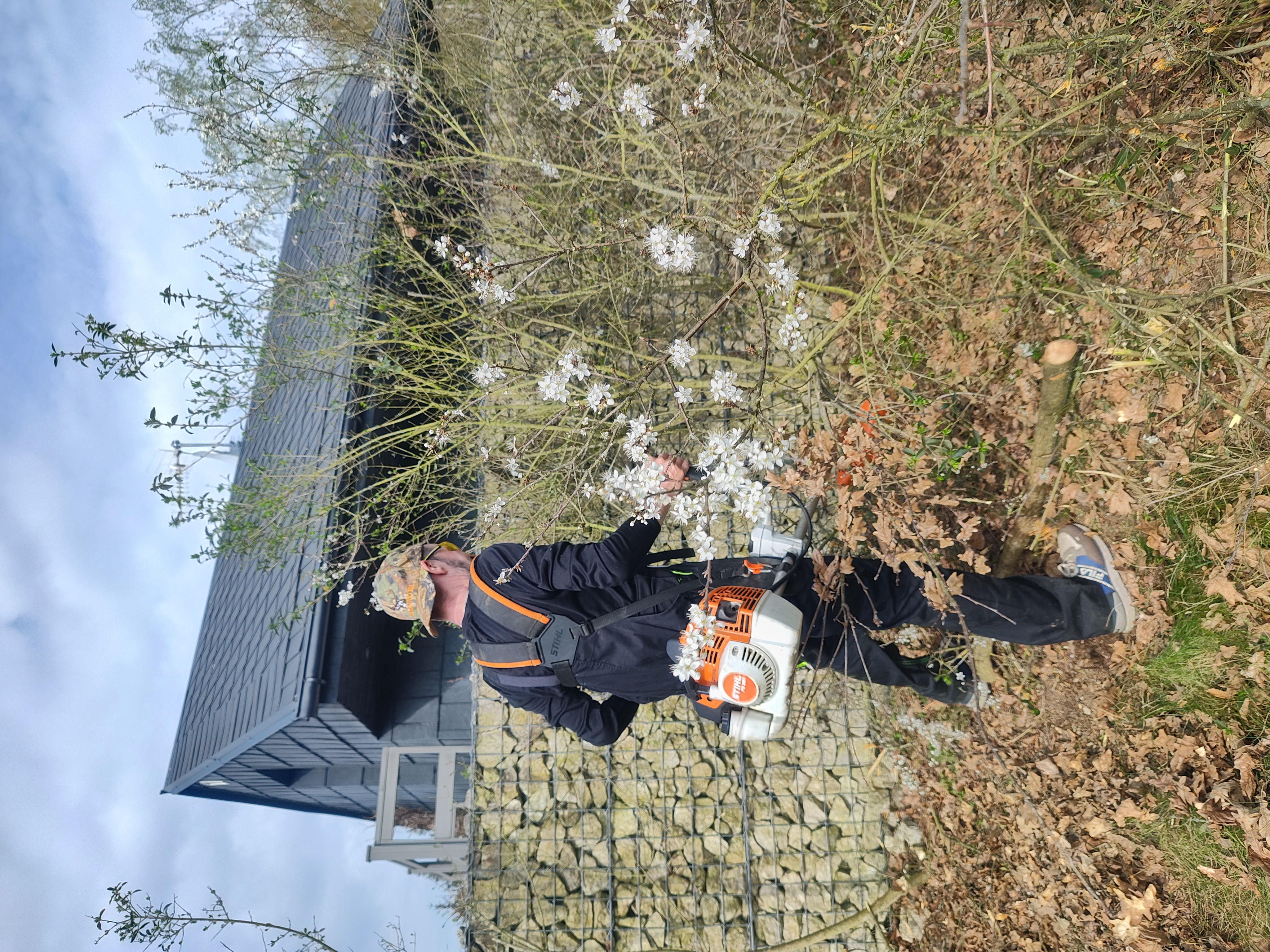 Střih živého plotu