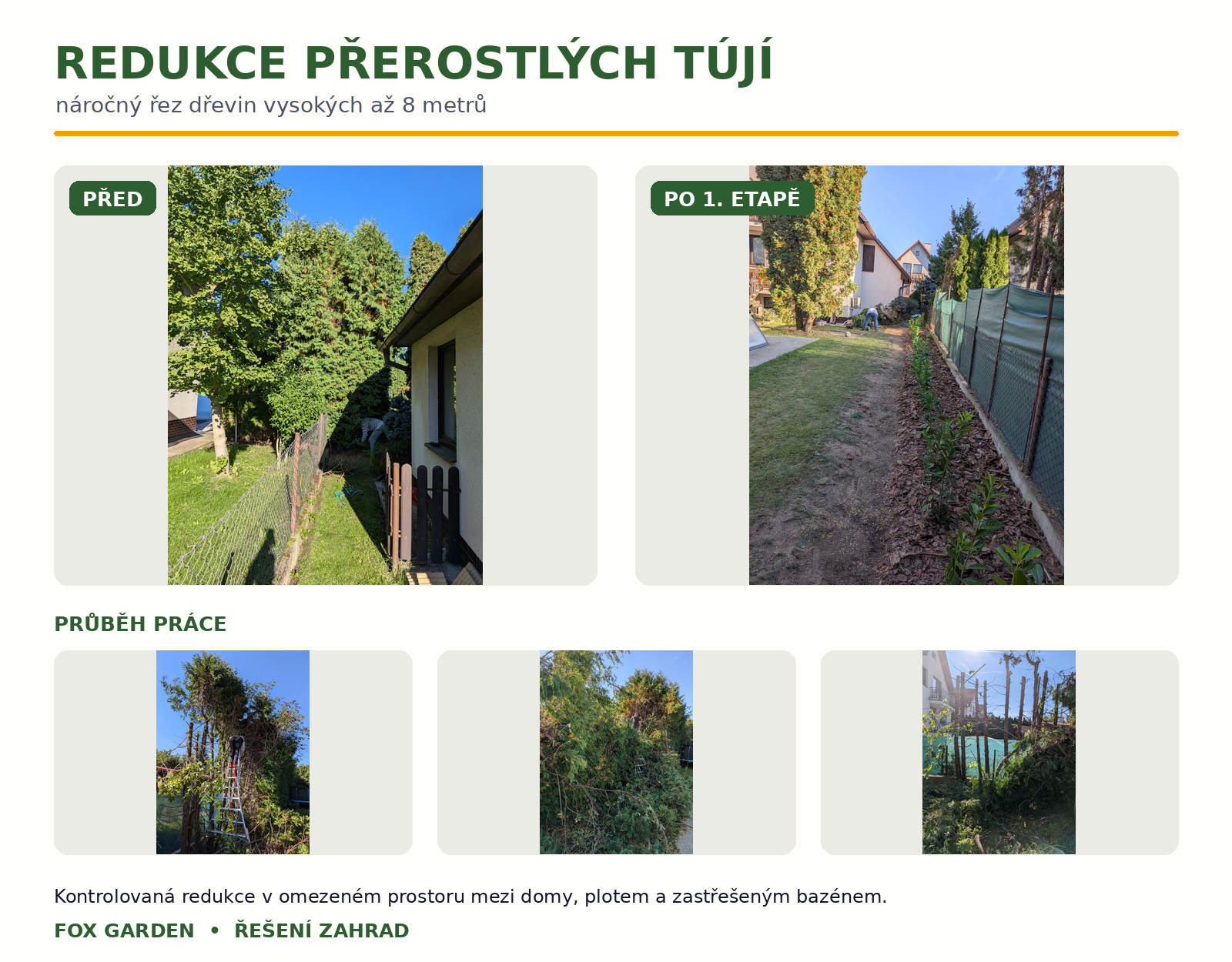Redukce přerostlých tújí: původní stav, průběh kontrolované redukce a výsledek po první etapě