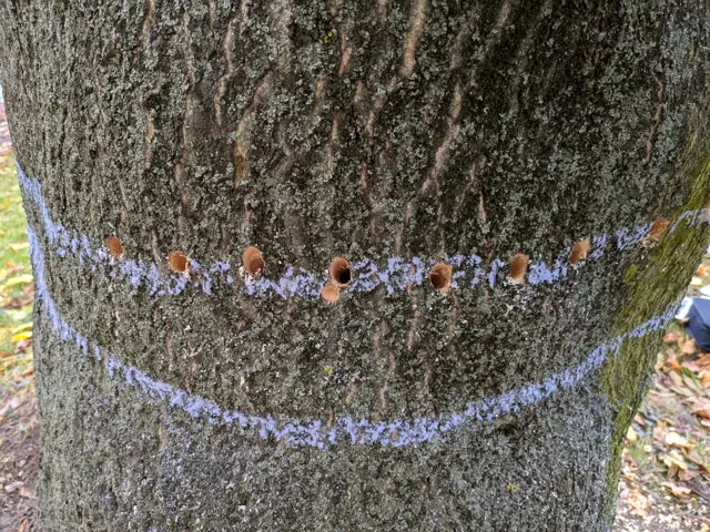 Detail navrtaného kmene pajasanu s vyznačenou linií otvorů