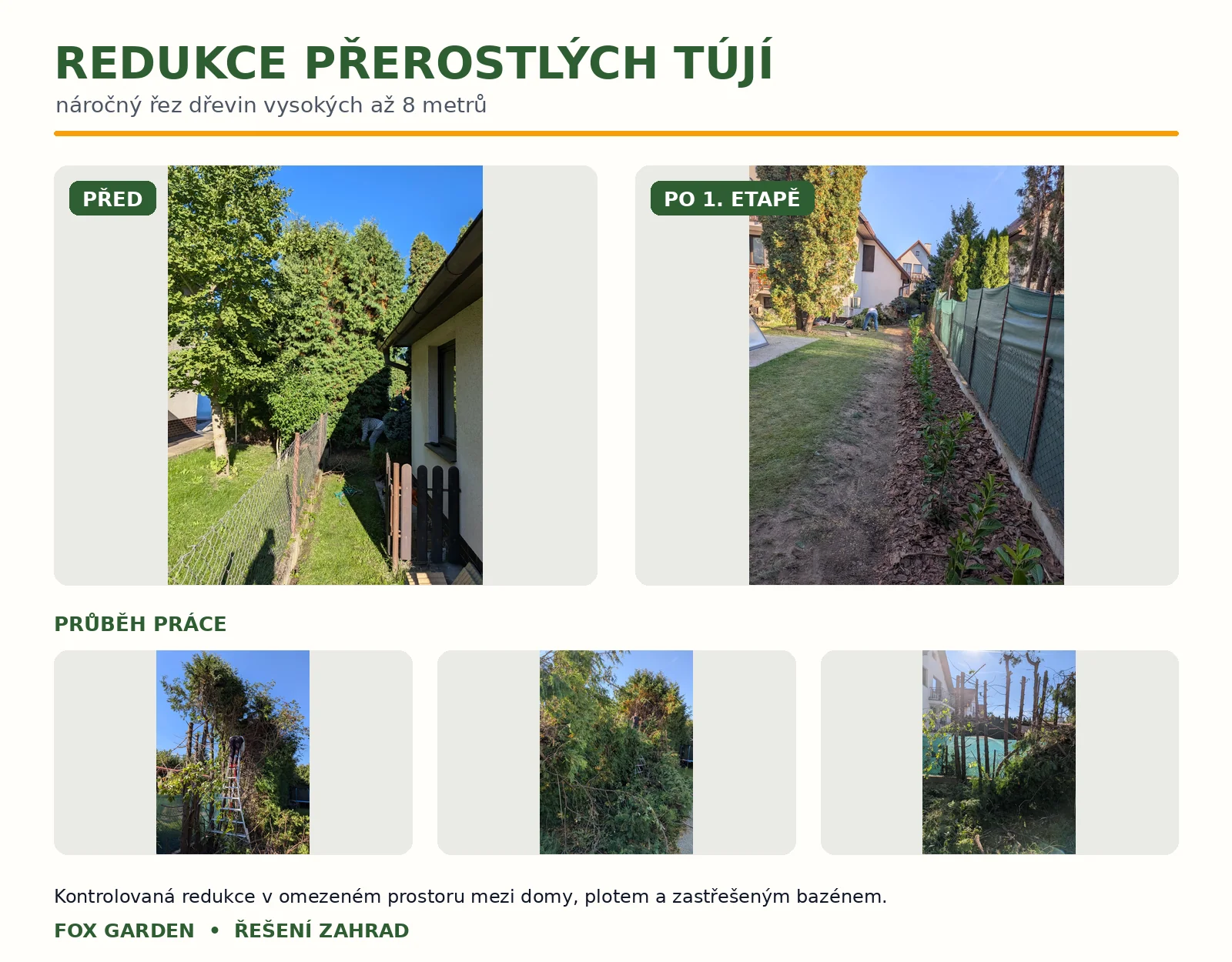Redukce přerostlých tújí: původní stav, průběh kontrolované redukce a výsledek první etapy